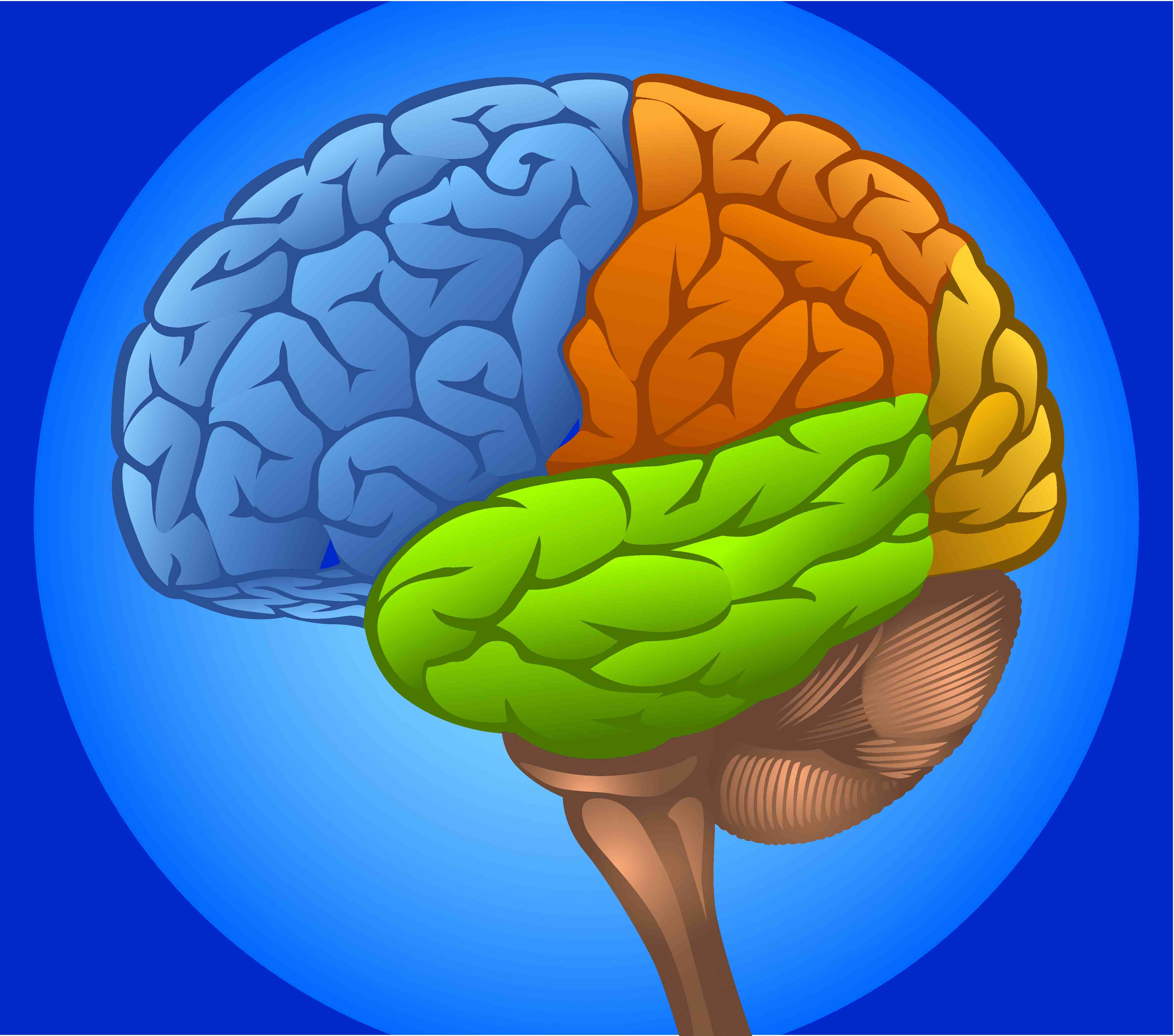 Brain imaging. Головной могзчеловека. Мозг рисунок.