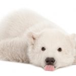 Polar bear