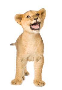 lion cub